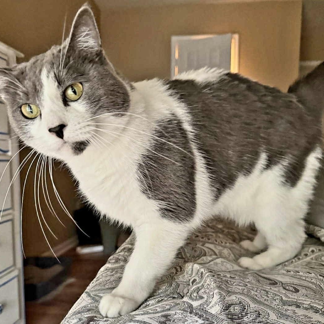 Tender sweet Brandi, Adoptable, Adult Female Domestic Medium Hair.