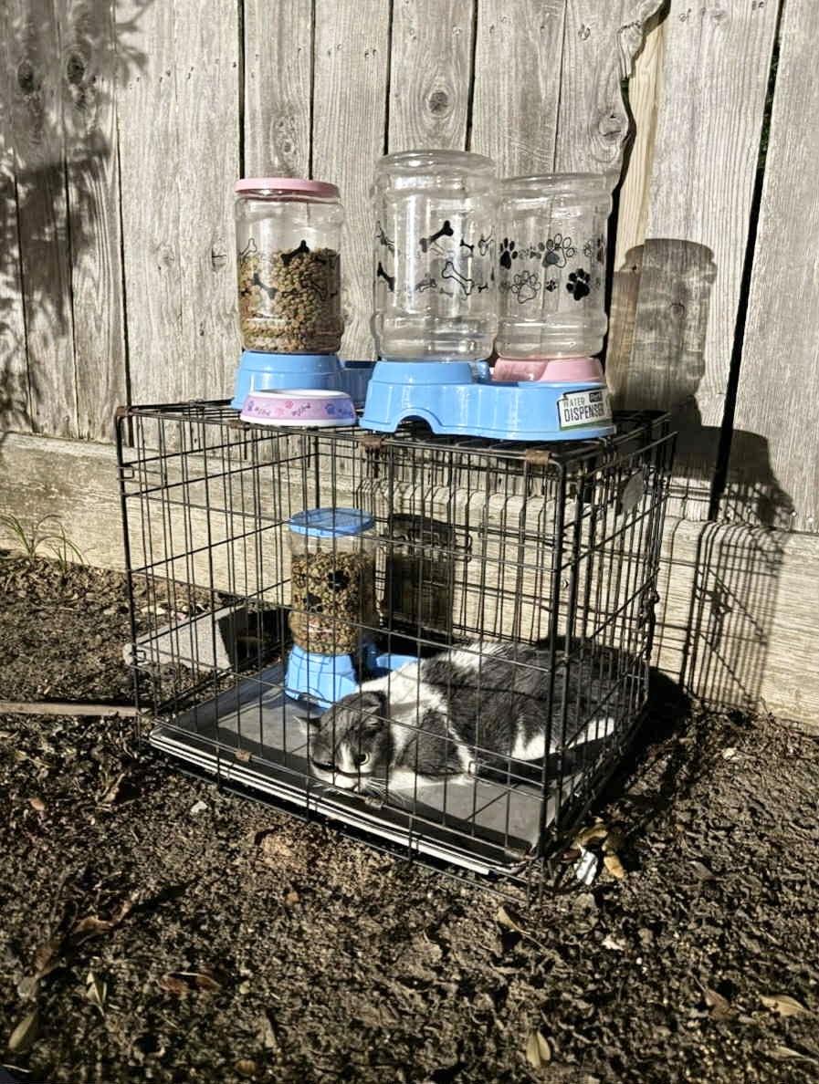 Enlarge Tender sweet Brandi, a Adoptable Domestic Medium Hair in West Hartford , CT image 6/6