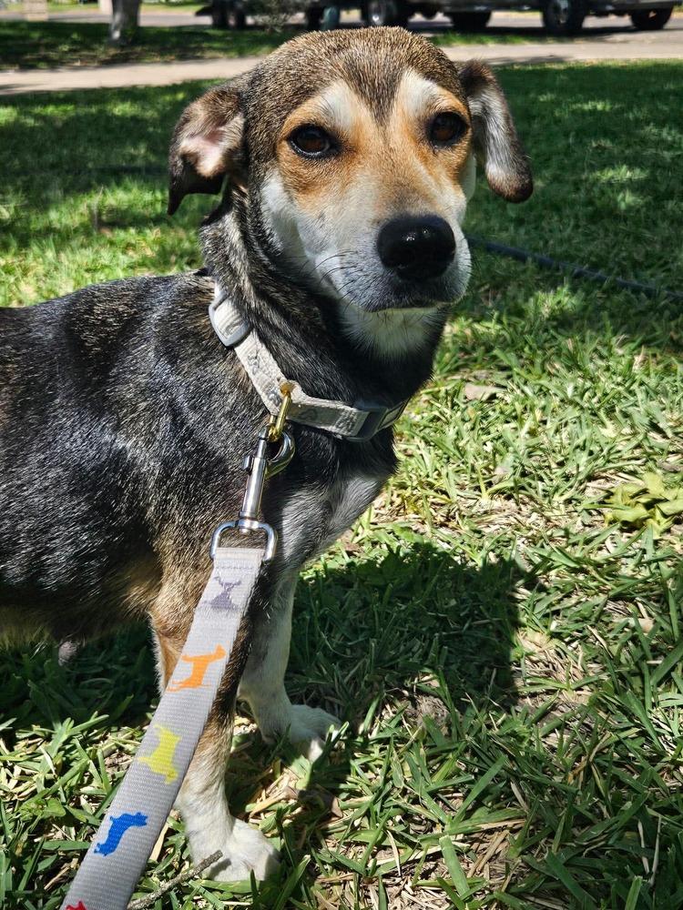 Enlarge Allie, a ADOPTABLE mixed breed in Commerce City, CO image 4/6