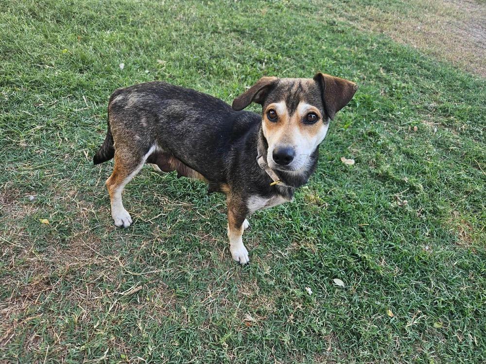 Enlarge Allie, a ADOPTABLE mixed breed in Commerce City, CO image 2/6