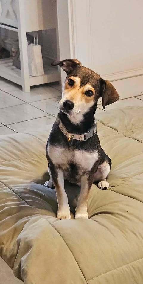 Allie, ADOPTABLE, Adult Female Australian Cattle Dog / Blue Heeler.