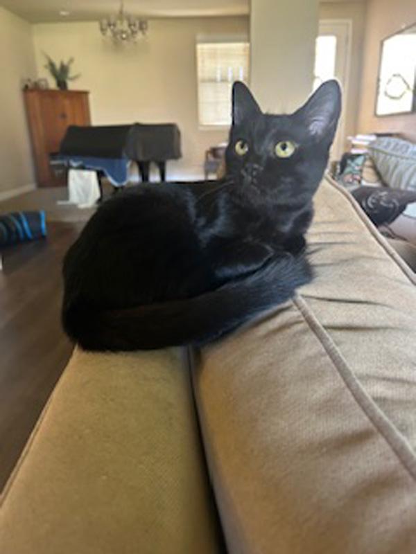 Enlarge Kiss Kiss, a Adoptable Domestic Short Hair in Fresno, CA image 5/6