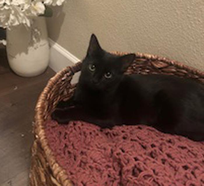 Enlarge Kiss Kiss, a Adoptable Domestic Short Hair in Fresno, CA image 6/6