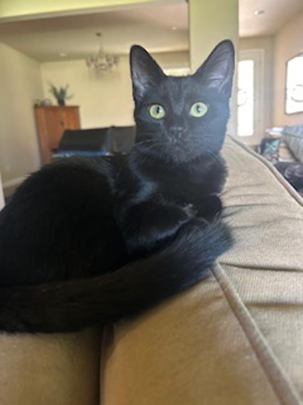 Enlarge Kiss Kiss, a Adoptable Domestic Short Hair in Fresno, CA image 3/6