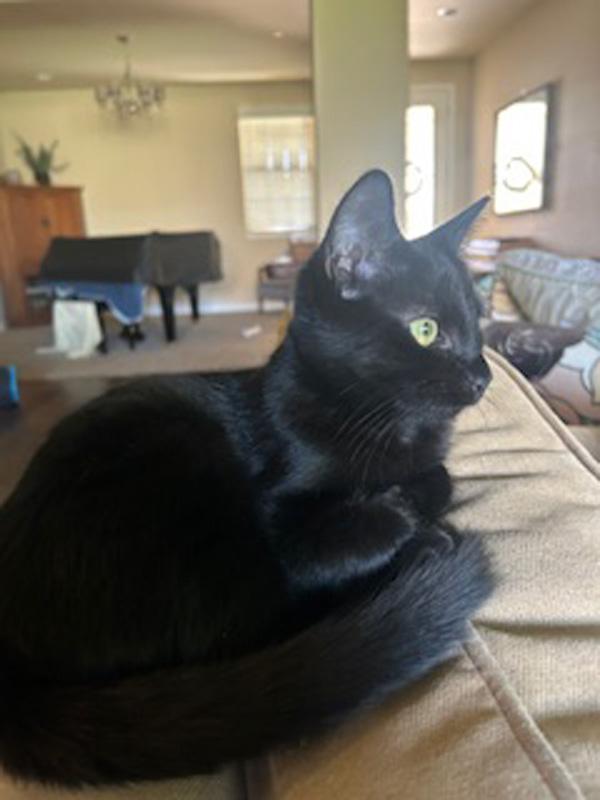 Enlarge Kiss Kiss, a Adoptable Domestic Short Hair in Fresno, CA image 4/6