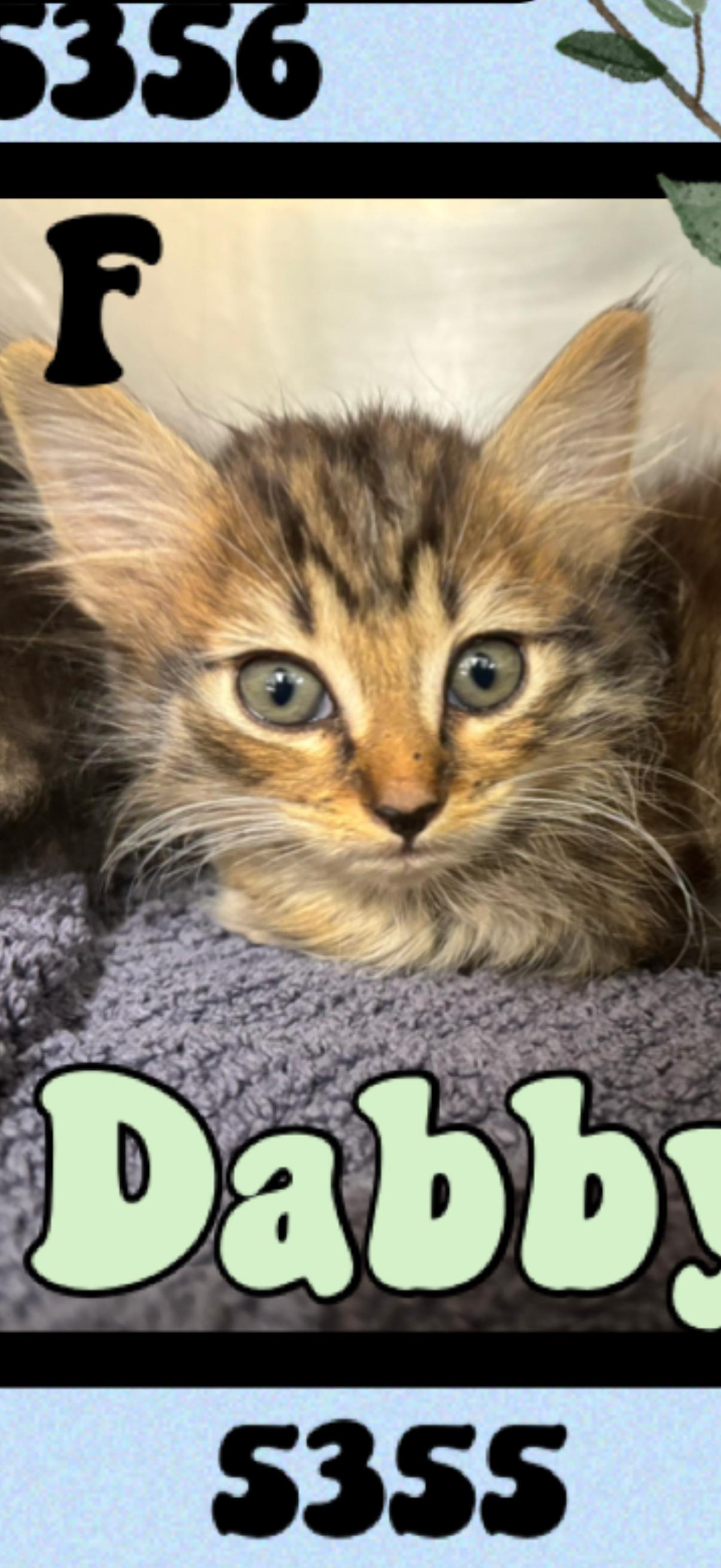 Dabby, adopted, Kitten Female Domestic Medium Hair.