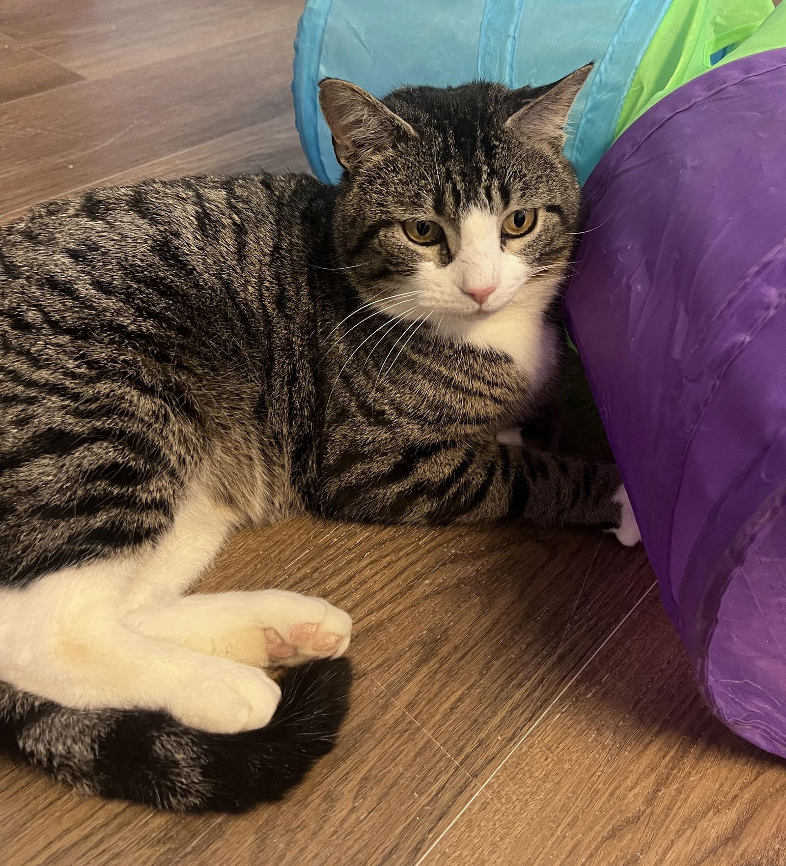 Enlarge Grumpy, a Adoptable Domestic Short Hair in Webster, WI image 1/3