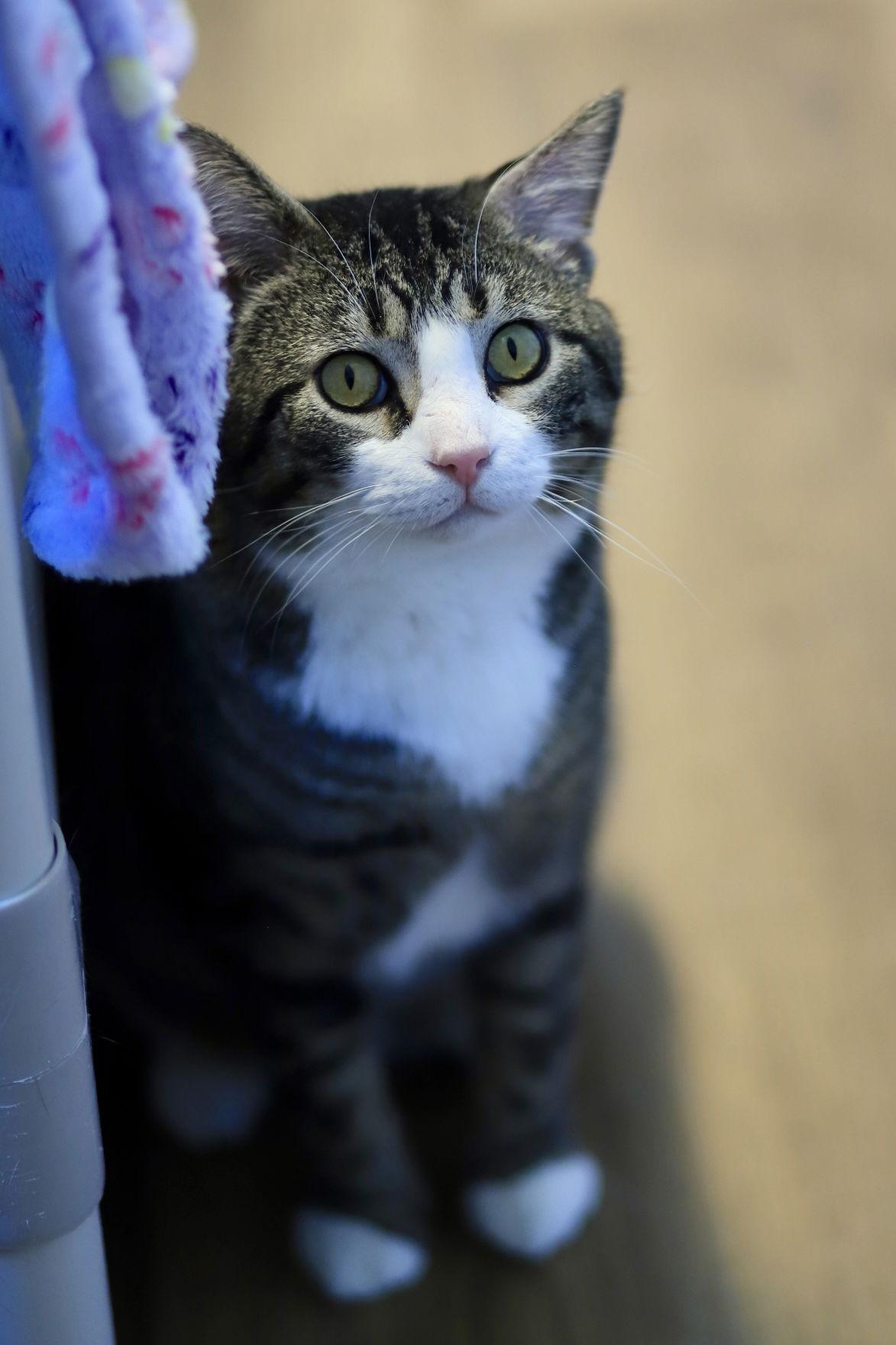 Grumpy, Adoptable, Adult Male Domestic Short Hair.