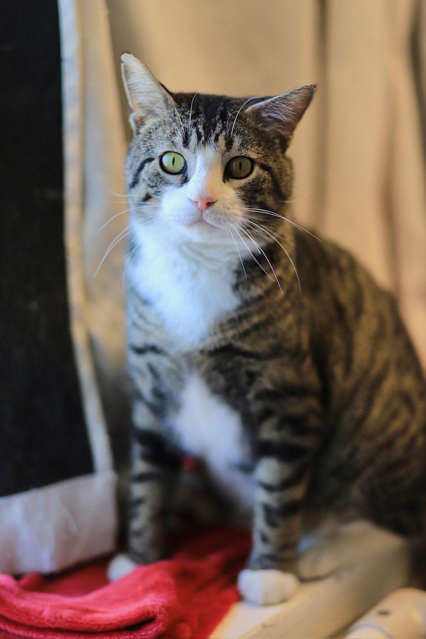 Enlarge Grumpy, a Adoptable Domestic Short Hair in Webster, WI image 2/3