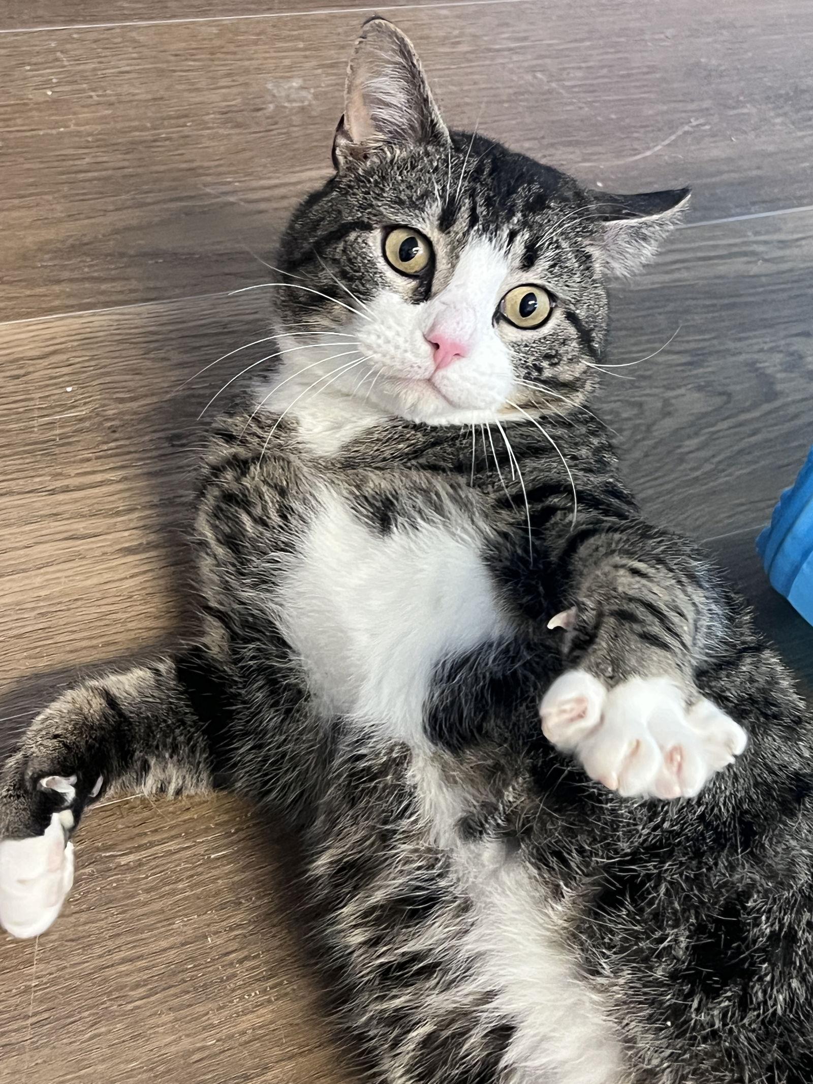 Enlarge Grumpy, a Adoptable Domestic Short Hair in Webster, WI image 2/3