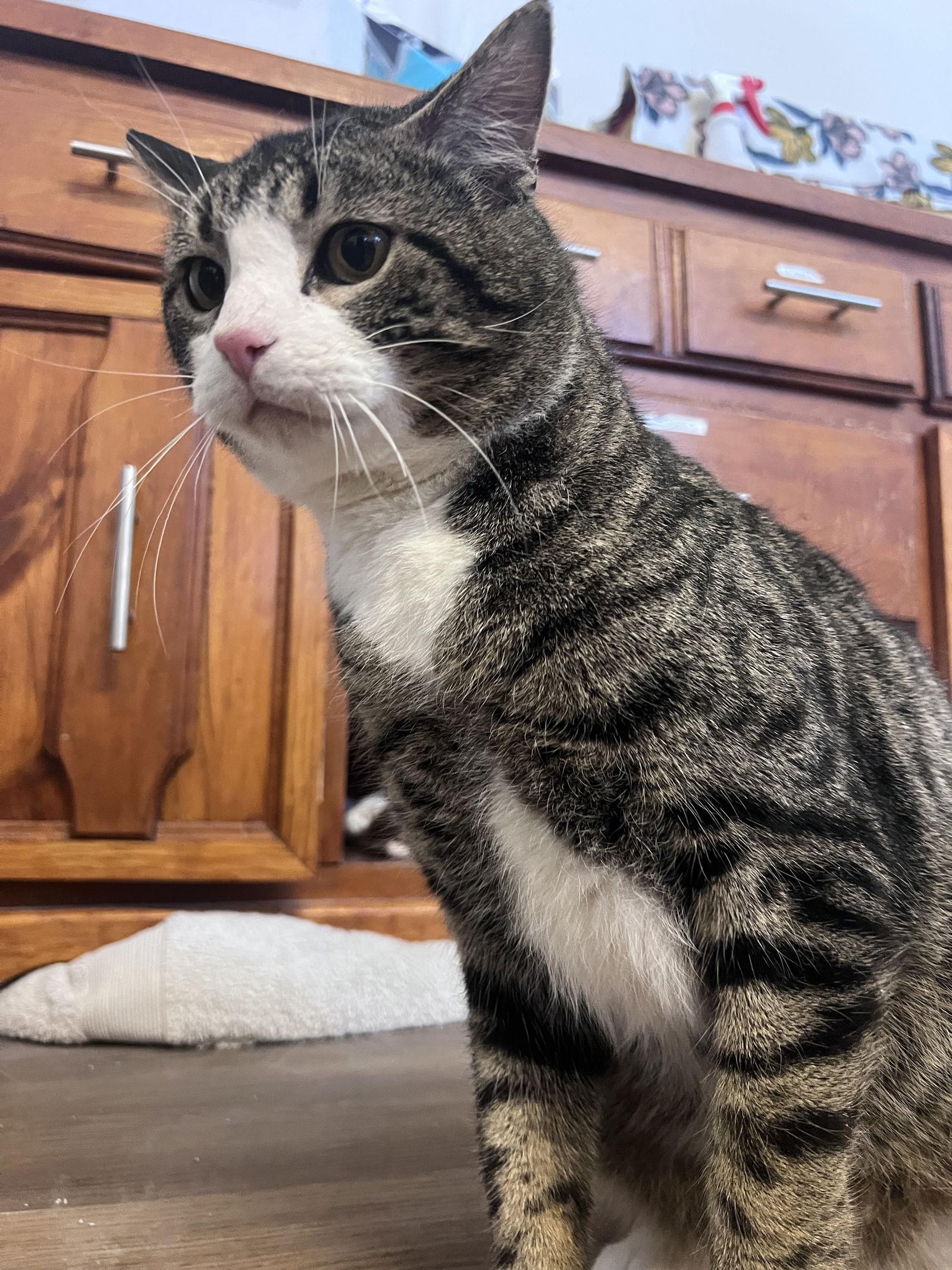 Enlarge Grumpy, a Adoptable Domestic Short Hair in Webster, WI image 3/3