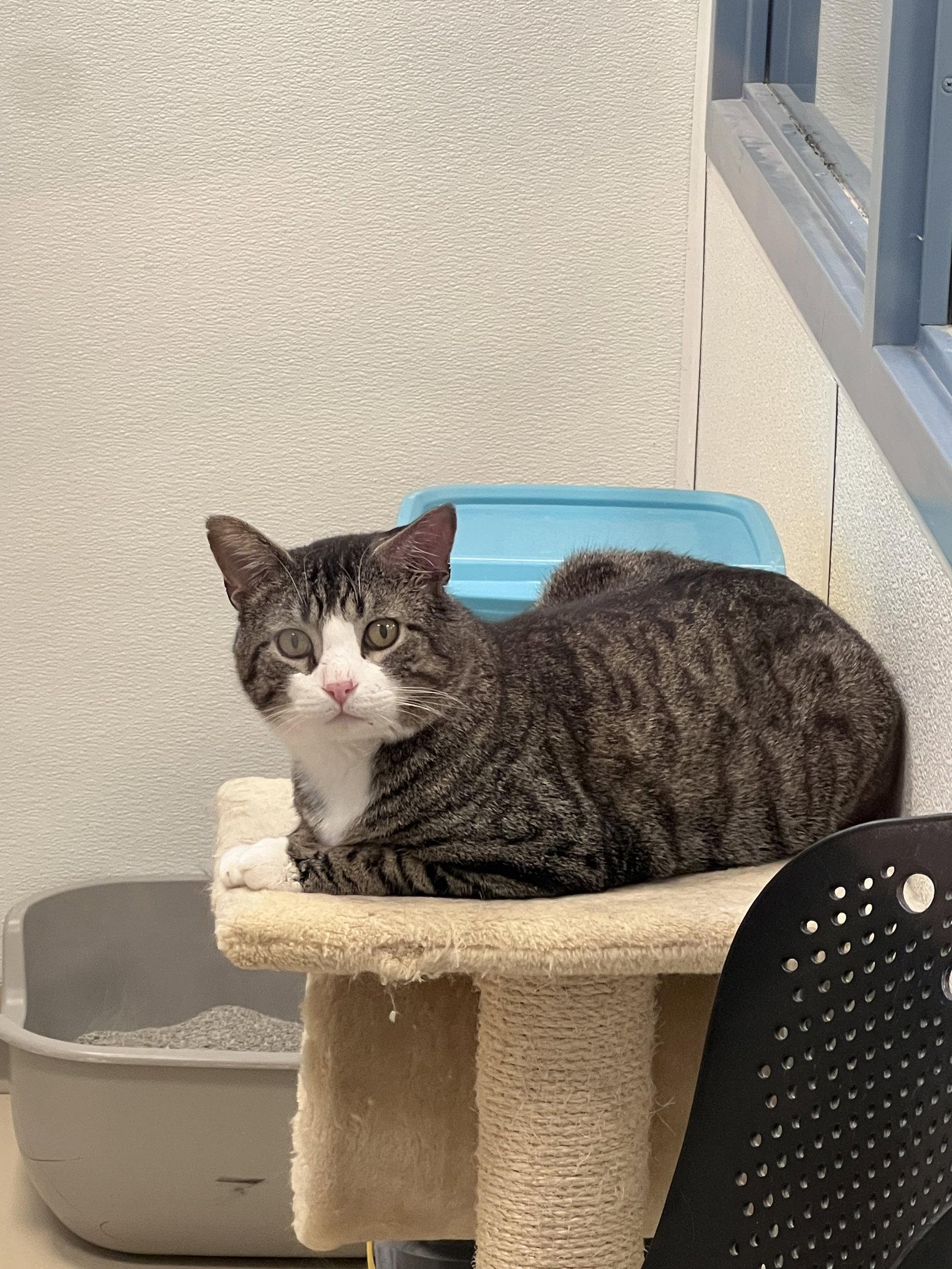 Enlarge Grumpy, a Adoptable Domestic Short Hair in Webster, WI image 3/3