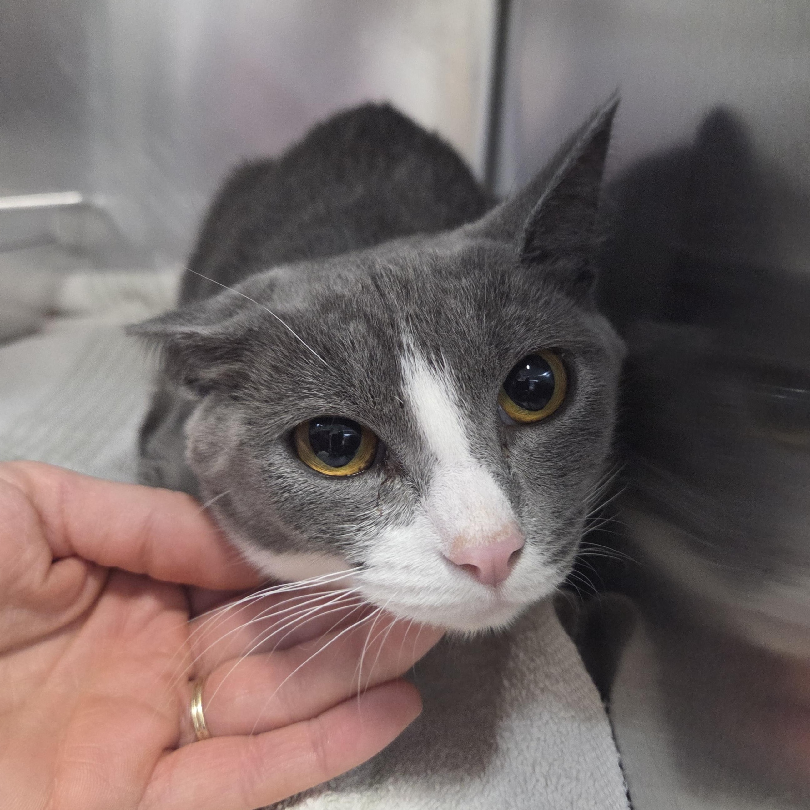 Malia , a ADOPTABLE Domestic Short Hair in Saint Charles, MO image 2/2