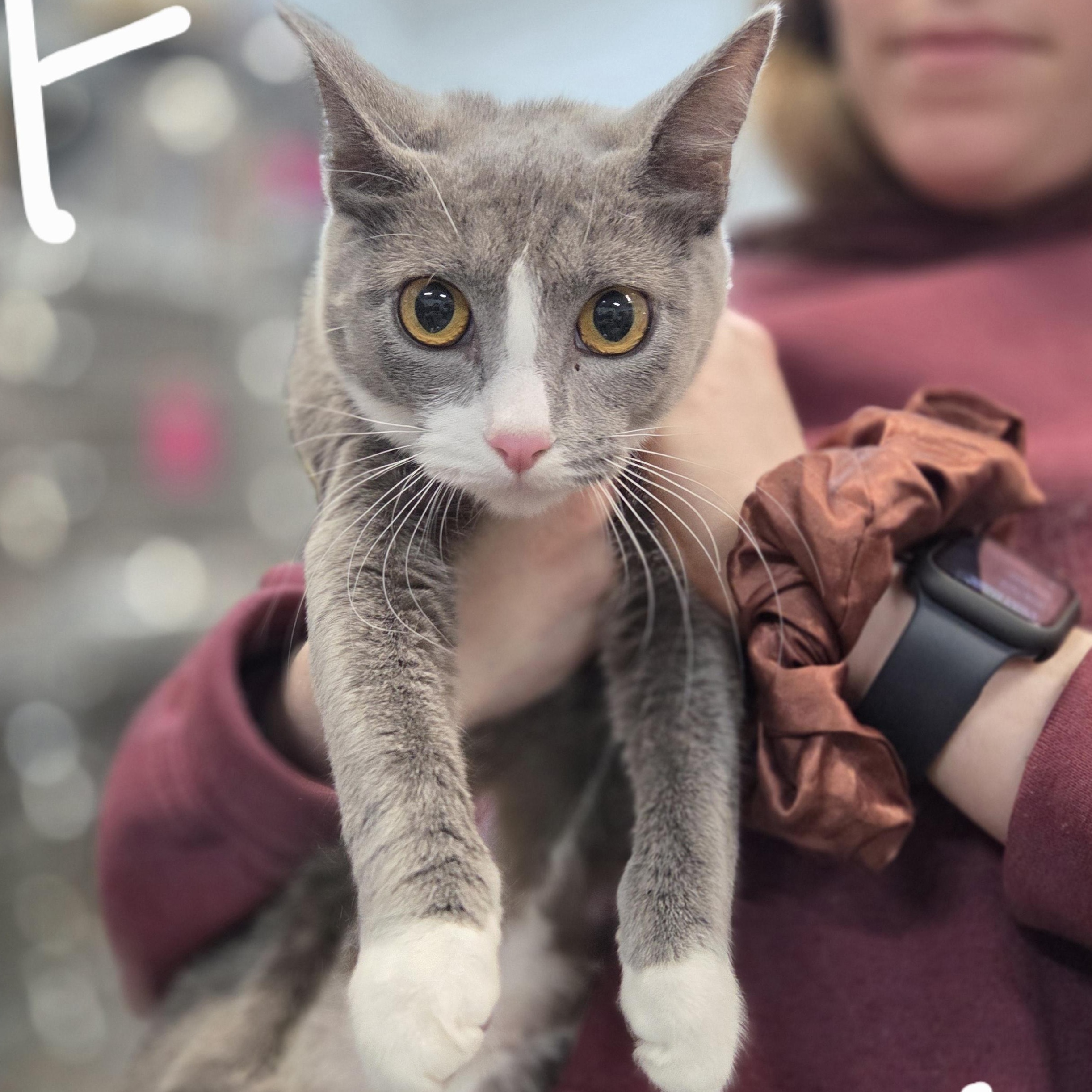 Malia , ADOPTABLE, Young Female Domestic Short Hair.