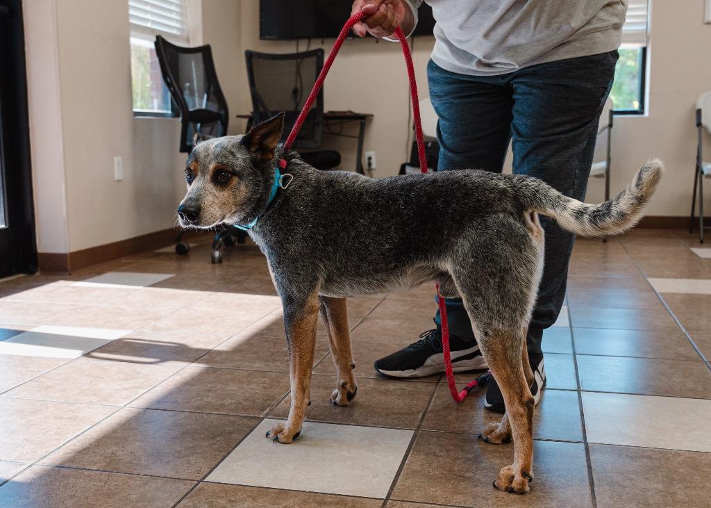 Enlarge Charlie, a Adoptable mixed breed in Mocksville, NC image 1/4