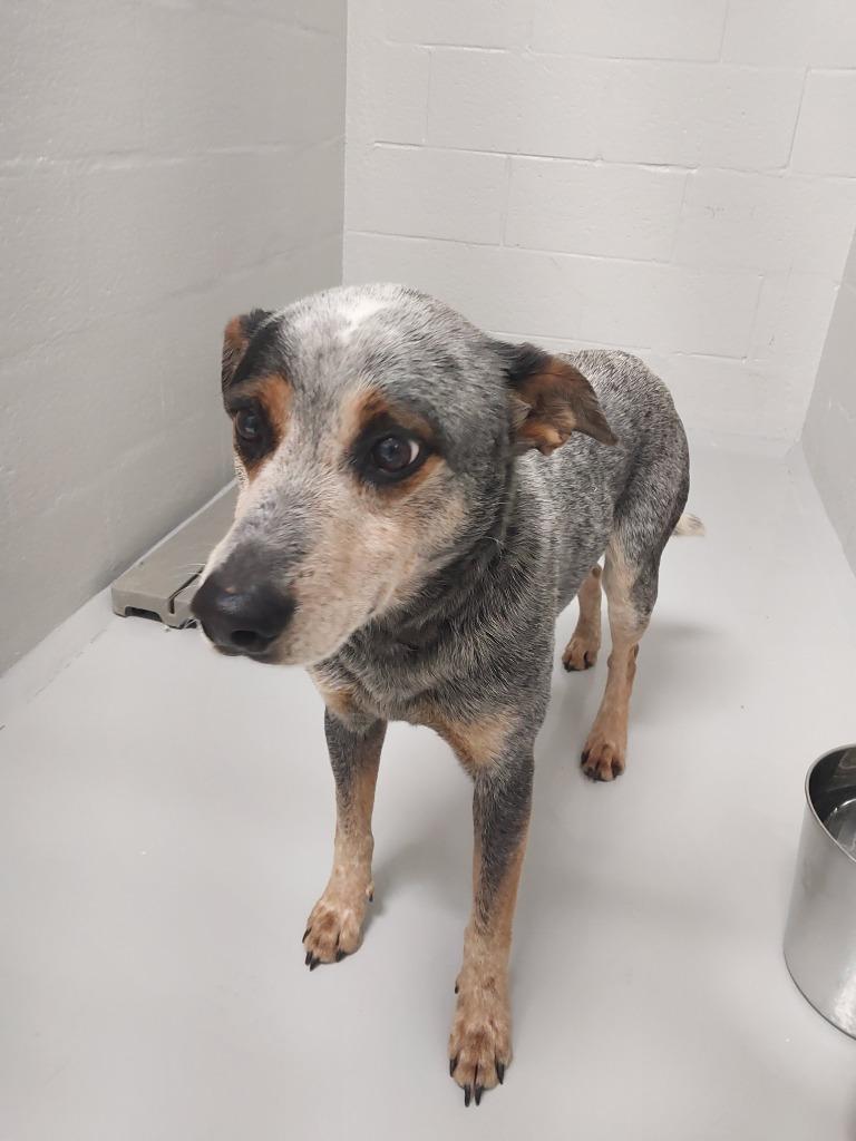 Enlarge Charlie, a Adoptable mixed breed in Mocksville, NC image 2/4