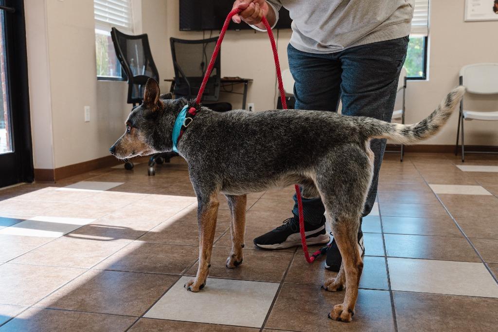 Enlarge Charlie, a Adoptable mixed breed in Mocksville, NC image 3/4