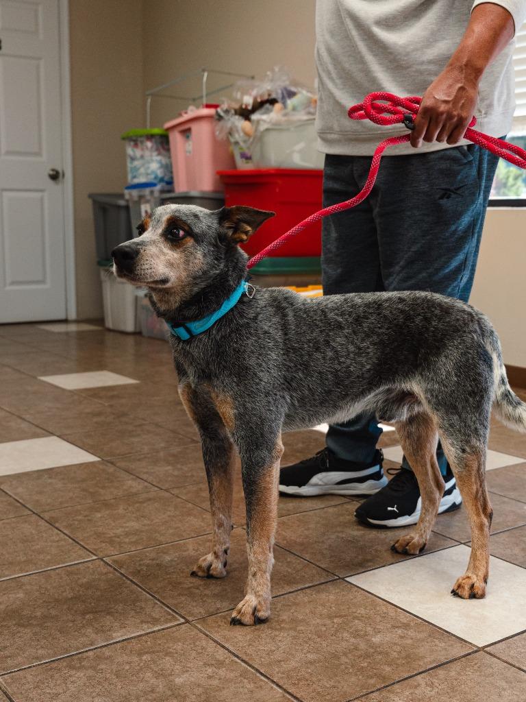 Enlarge Charlie, a Adoptable mixed breed in Mocksville, NC image 4/4