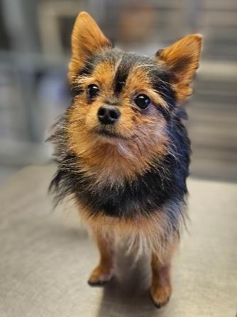 Miso, Adopted, Young Male Yorkshire Terrier & Pomeranian.