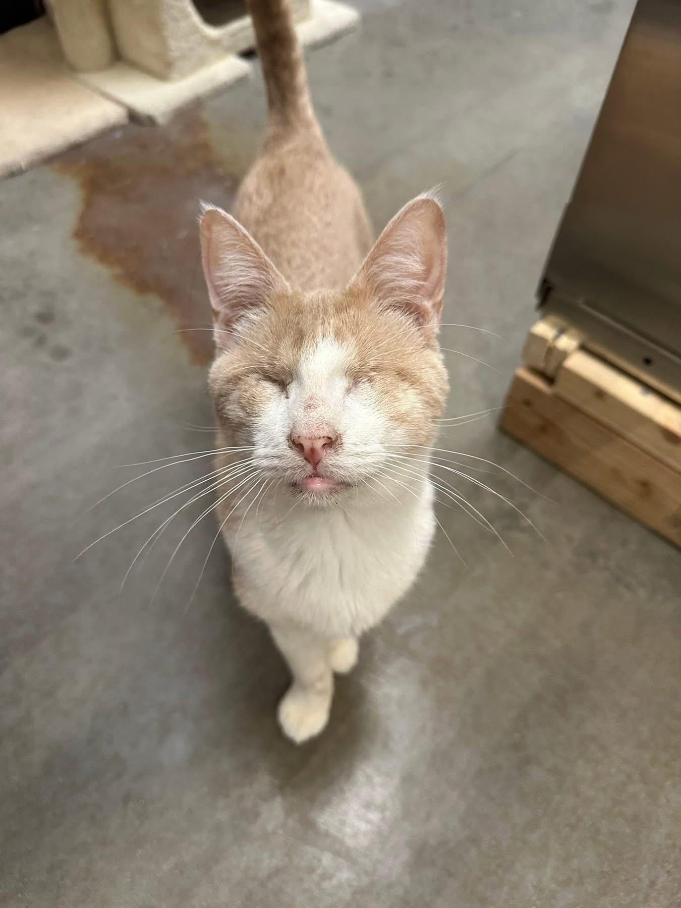 Asiago, adopted, Young Male Domestic Short Hair.