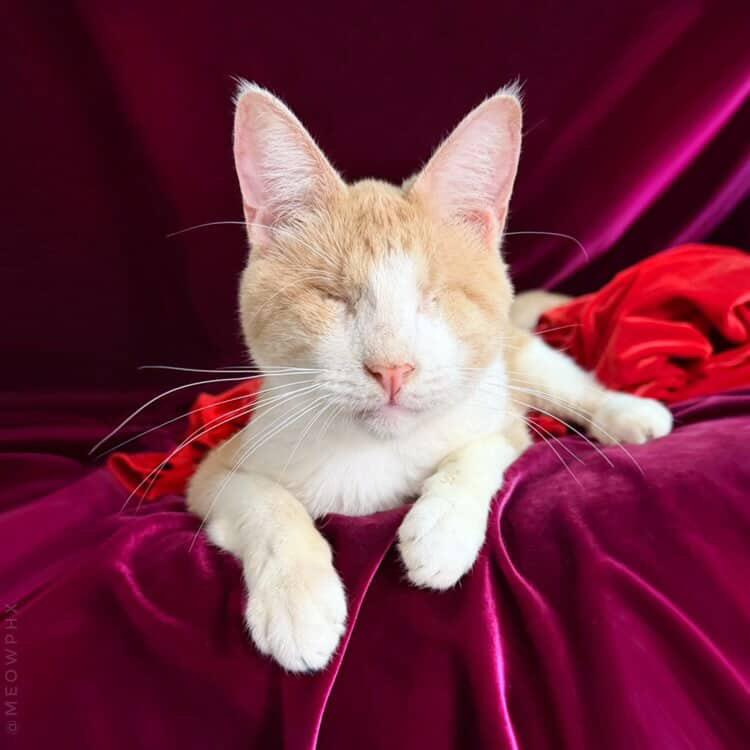 Enlarge Asiago (Bonded to Muenster), an adoptable Domestic Short Hair in Chandler, AZ image 3/4