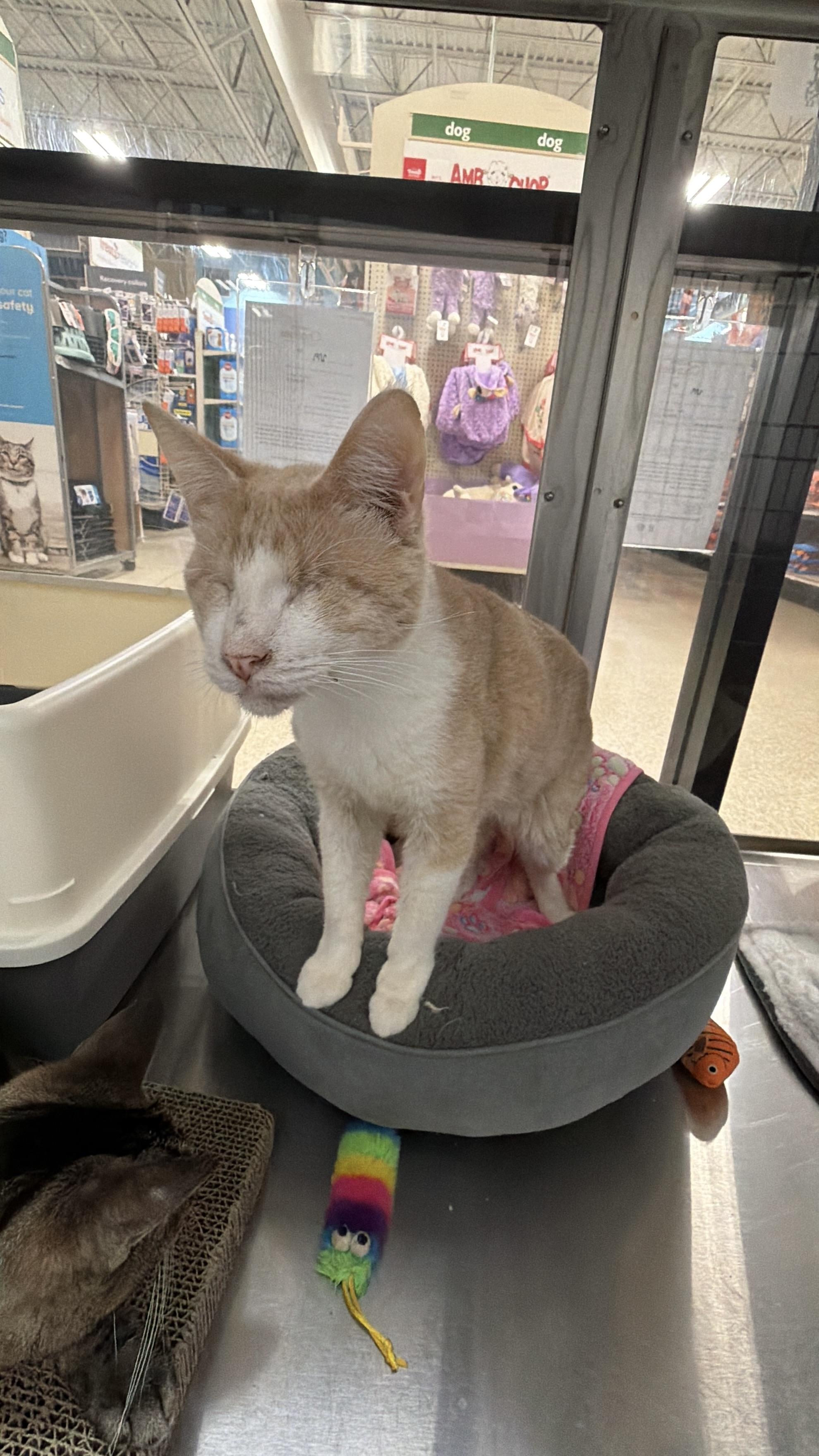 Enlarge Asiago, an adopted Domestic Short Hair in Chandler, AZ image 2/2