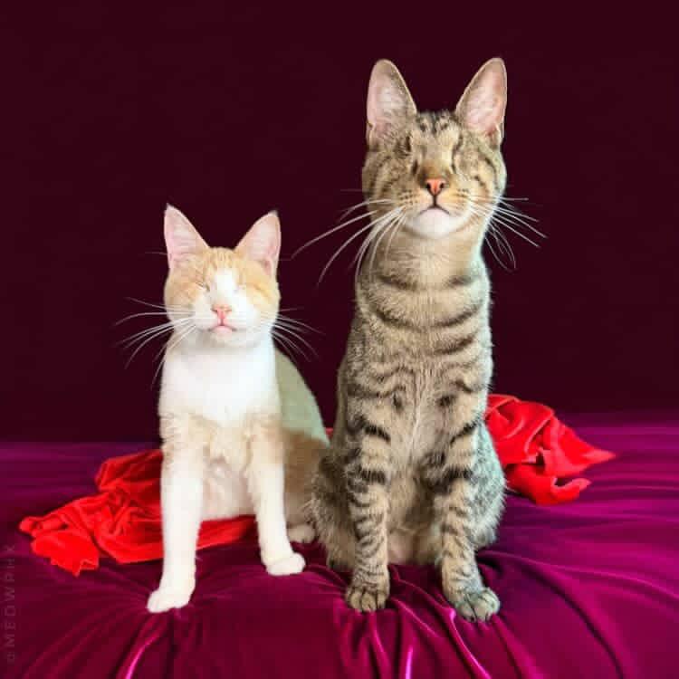 Enlarge Asiago (Bonded to Muenster), an adoptable Domestic Short Hair in Chandler, AZ image 2/4