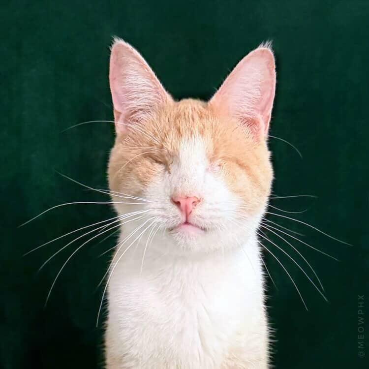 Enlarge Asiago (Bonded to Muenster), an adoptable Domestic Short Hair in Chandler, AZ image 1/4