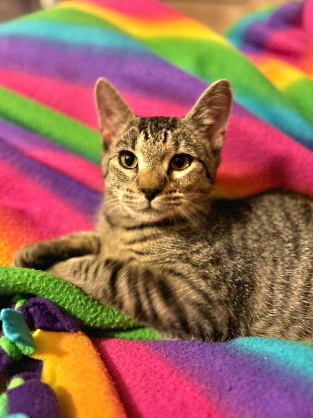 *Brooks, a Adoptable Domestic Short Hair in Forest, VA image 1/3