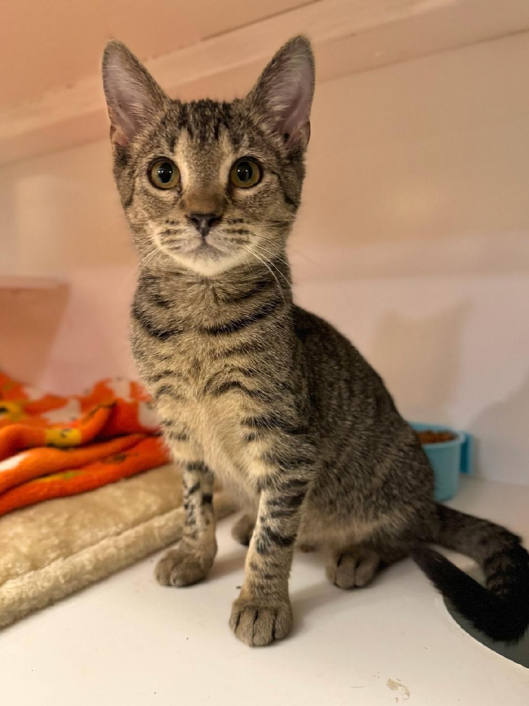 *Brooks, a Adoptable Domestic Short Hair in Forest, VA image 2/3