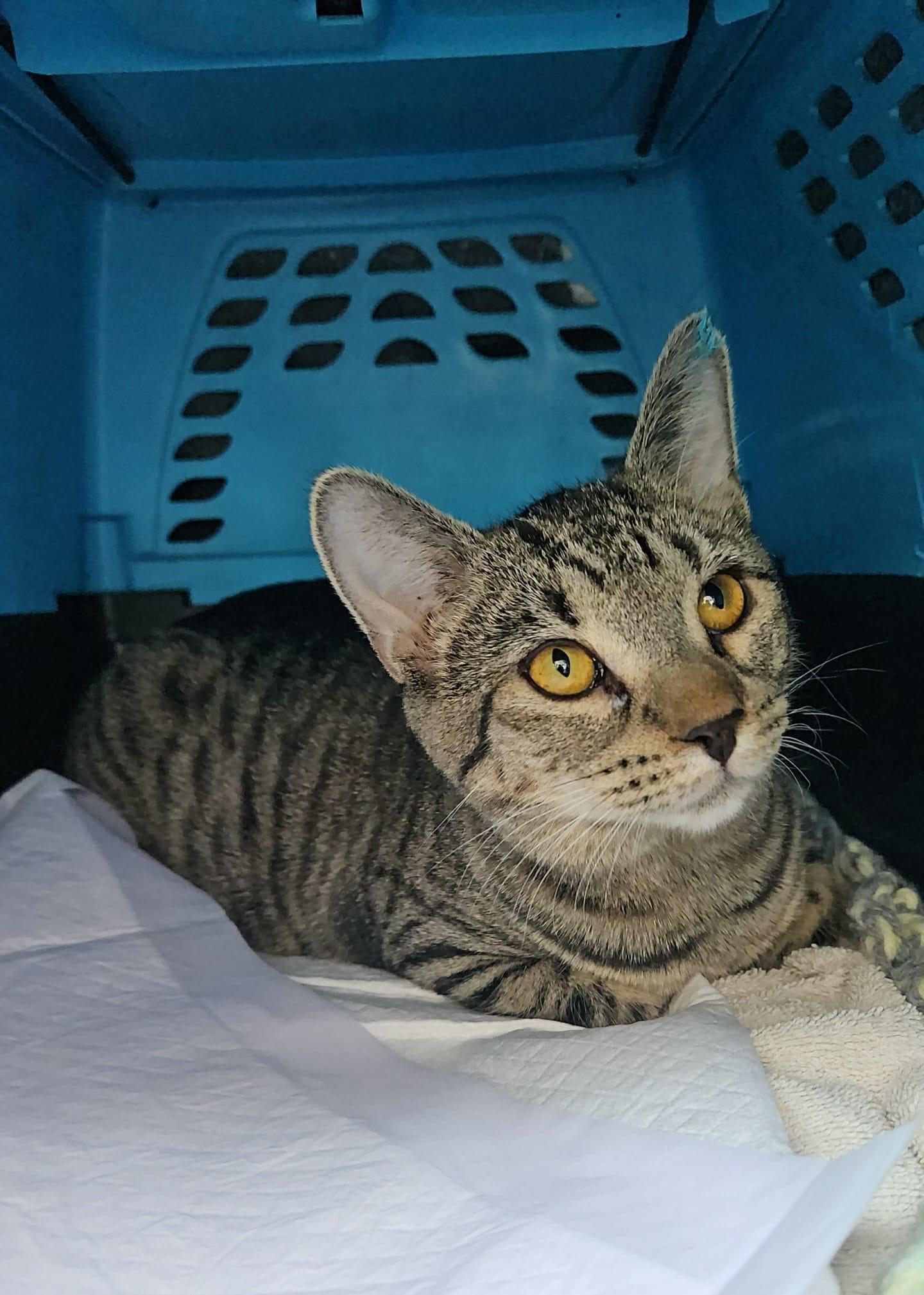 *Brooks, a Adoptable Domestic Short Hair in Forest, VA image 3/3