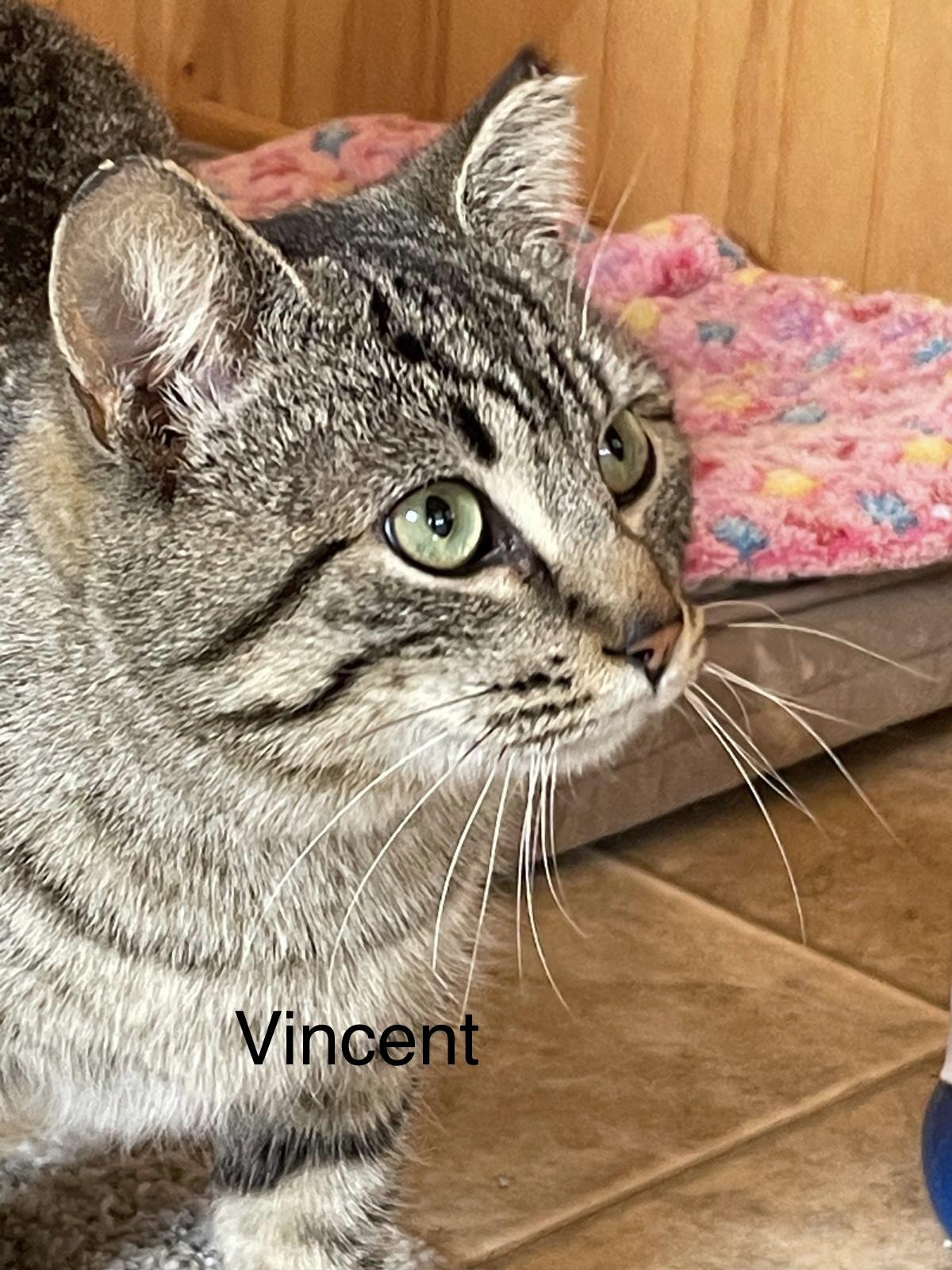 Vincent(m) and Jules(m)-Fee Sponsored, an adoptable Domestic Short Hair in Leesburg, VA image 4/6