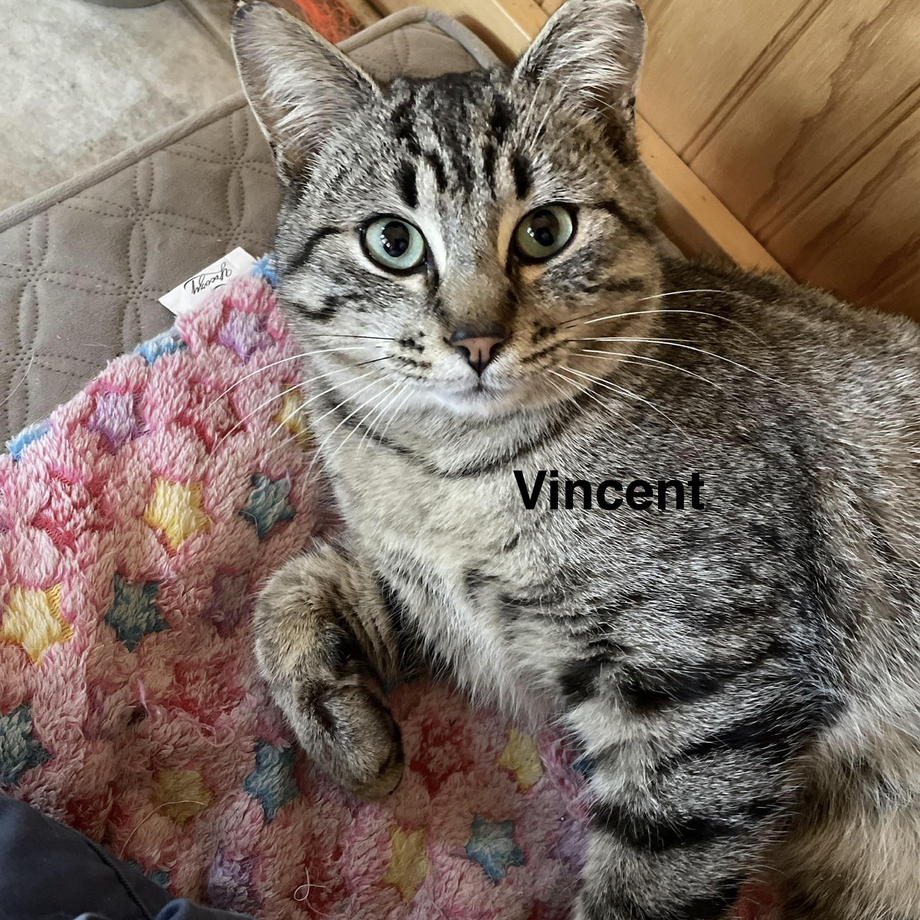 Vincent(m) and Jules(m)-Fee Sponsored, an adoptable Domestic Short Hair in Leesburg, VA image 2/6