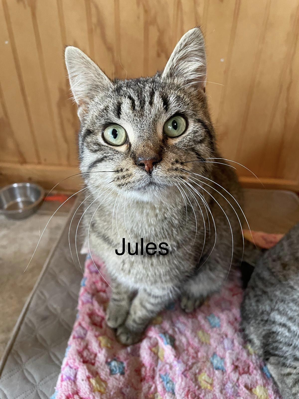 Vincent(m) and Jules(m)-Fee Sponsored, adoptable, Young Male Domestic Short Hair.