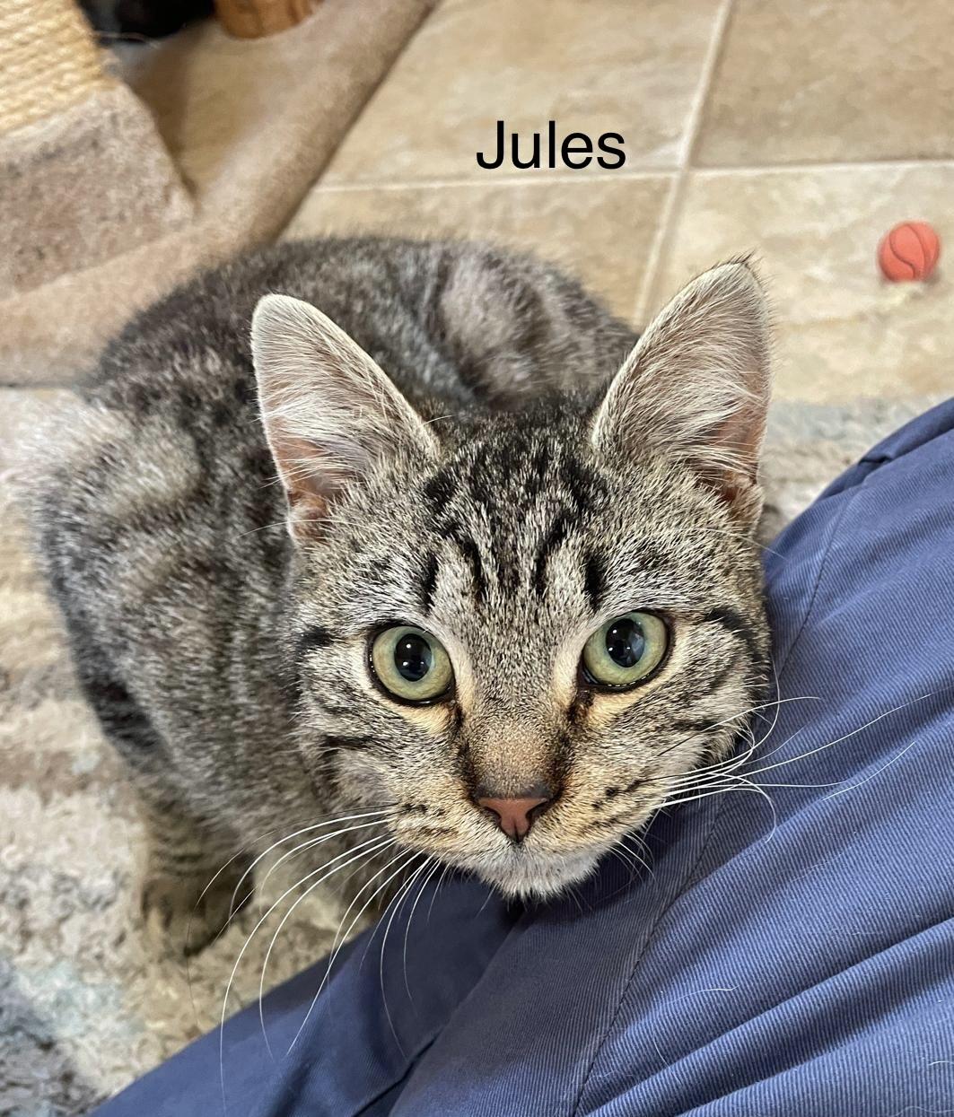 Vincent(m) and Jules(m)-Fee Sponsored, an adoptable Domestic Short Hair in Leesburg, VA image 5/6