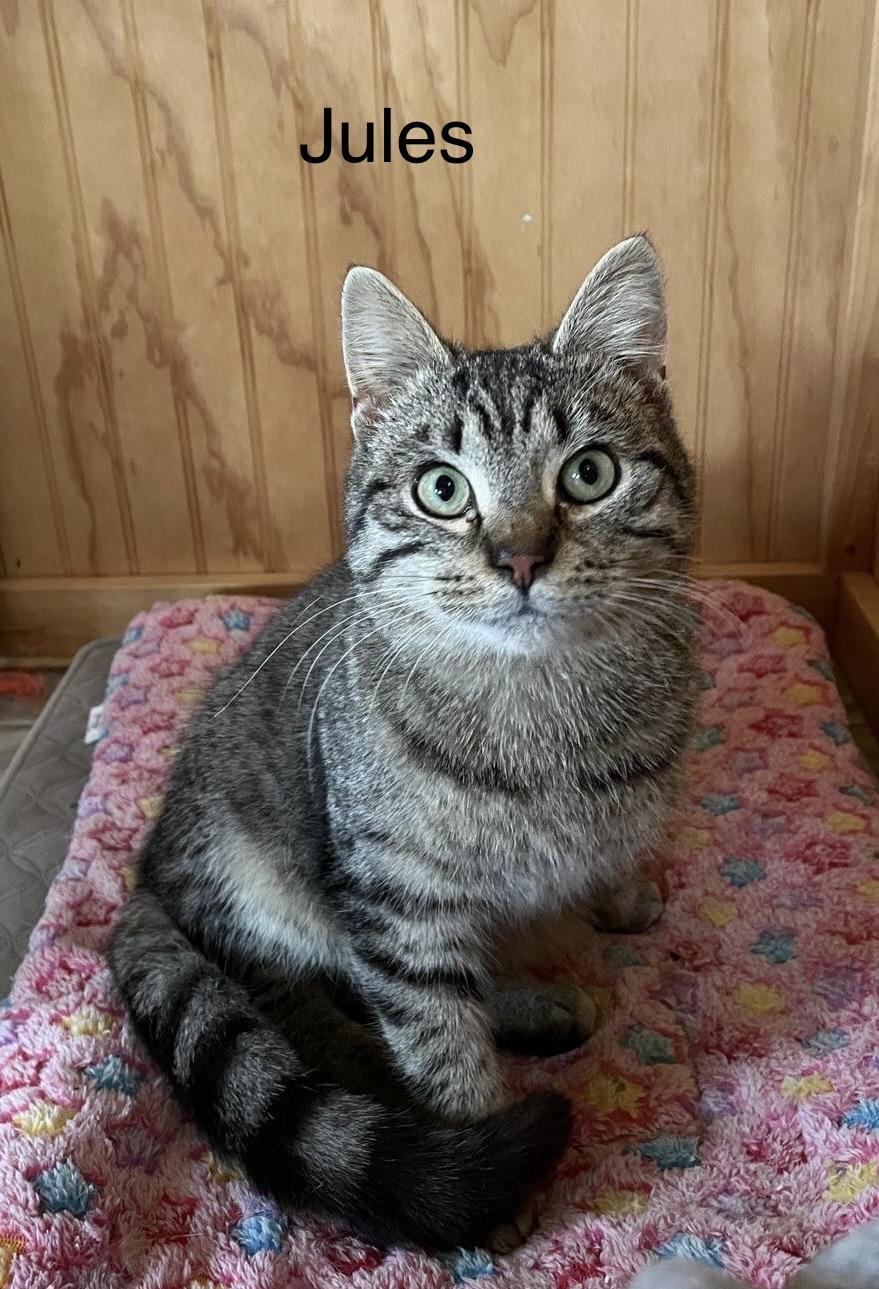 Vincent(m) and Jules(m)-Fee Sponsored, an adoptable Domestic Short Hair in Leesburg, VA image 3/6
