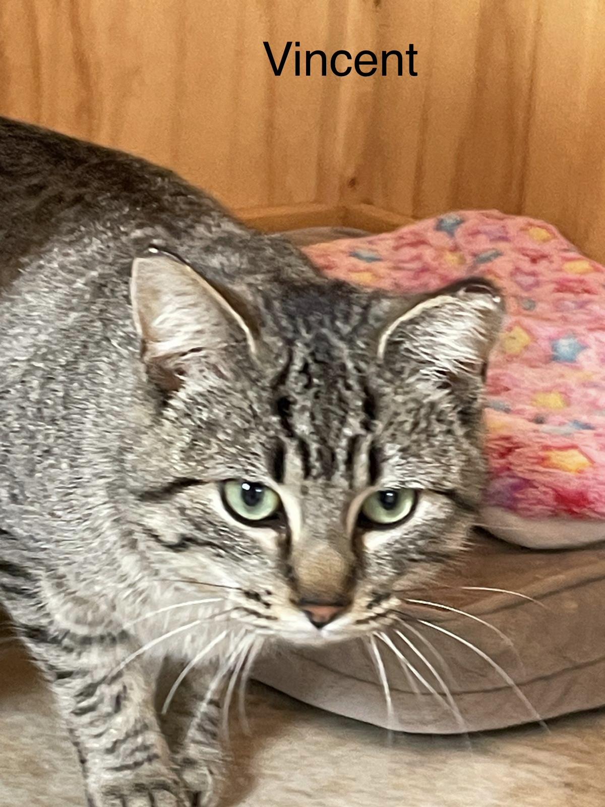 Vincent(m) and Jules(m)-Fee Sponsored, an adoptable Domestic Short Hair in Leesburg, VA image 6/6