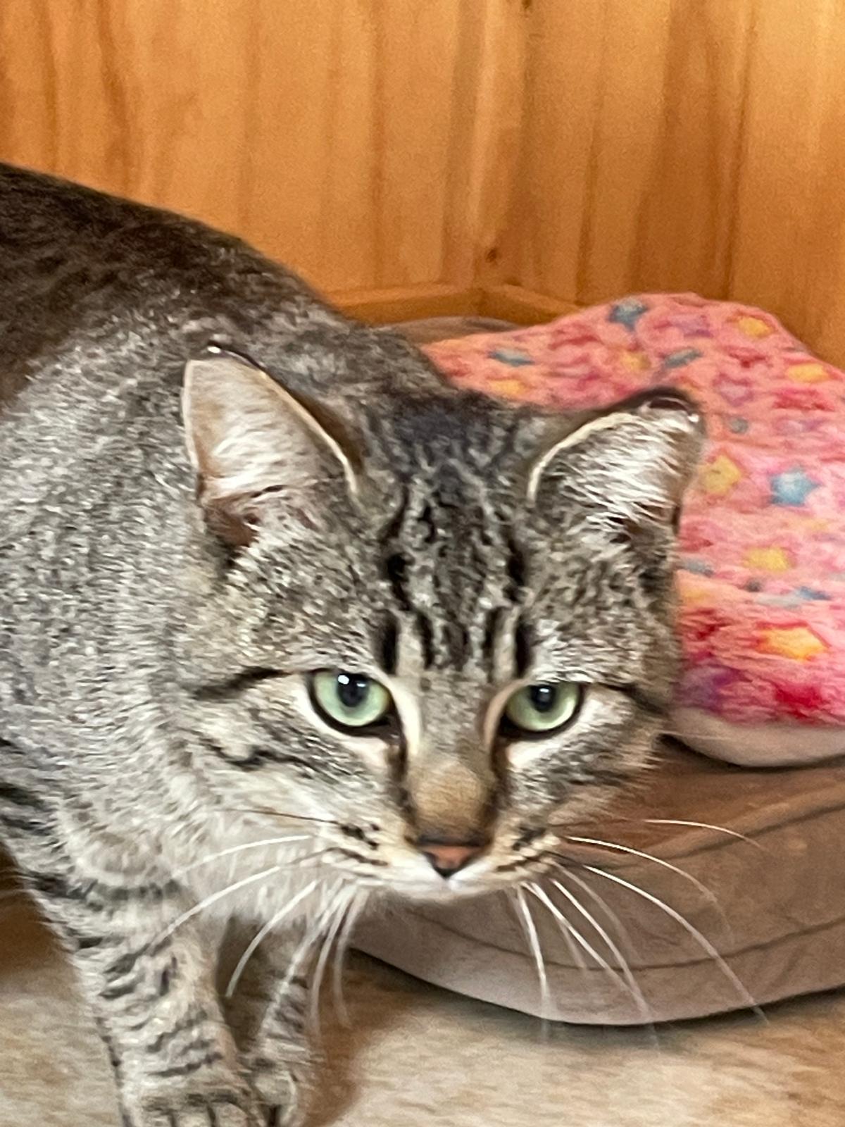 Vincent, an adoptable Domestic Short Hair in Leesburg, VA image 2/3
