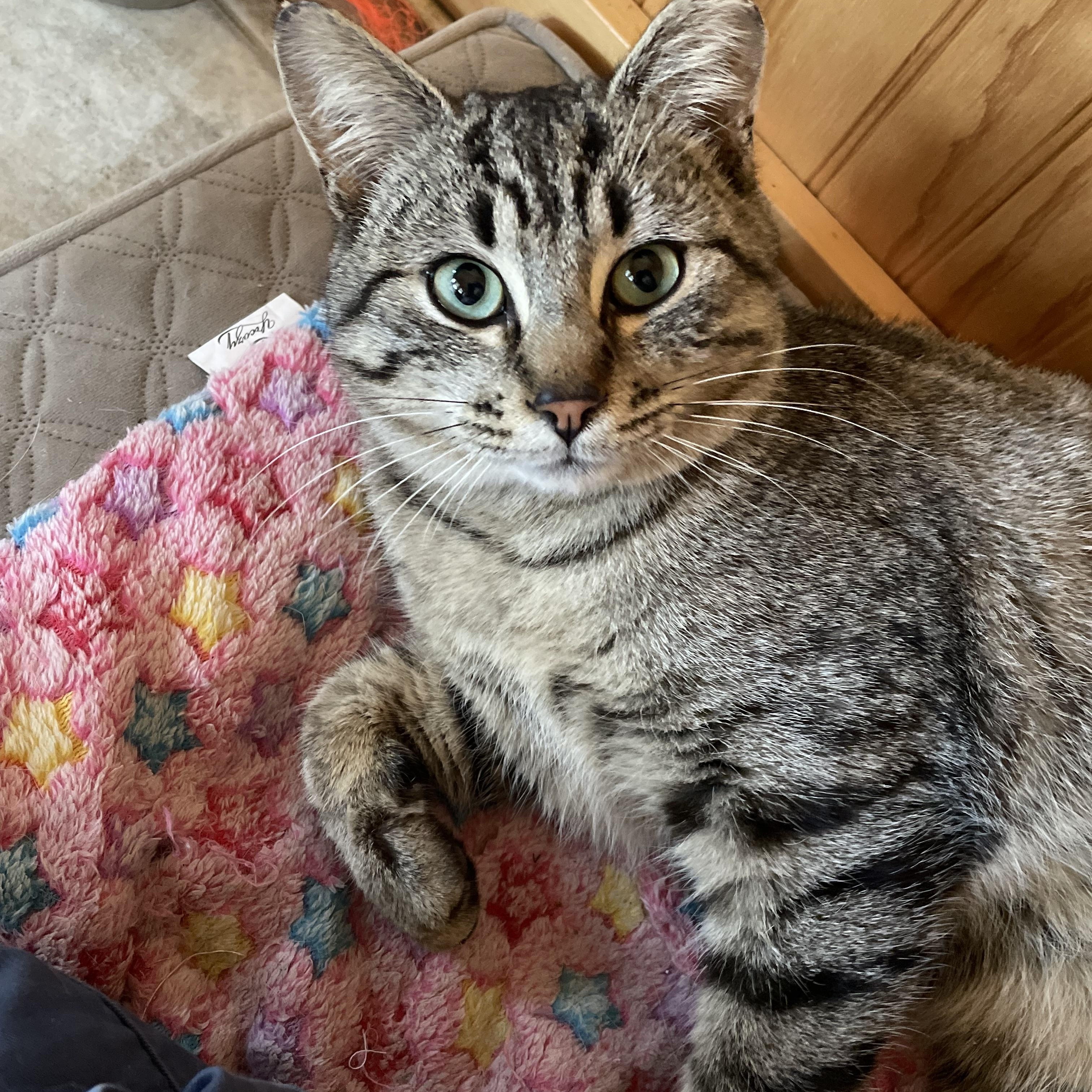 Vincent, an adoptable Domestic Short Hair in Leesburg, VA image 1/3