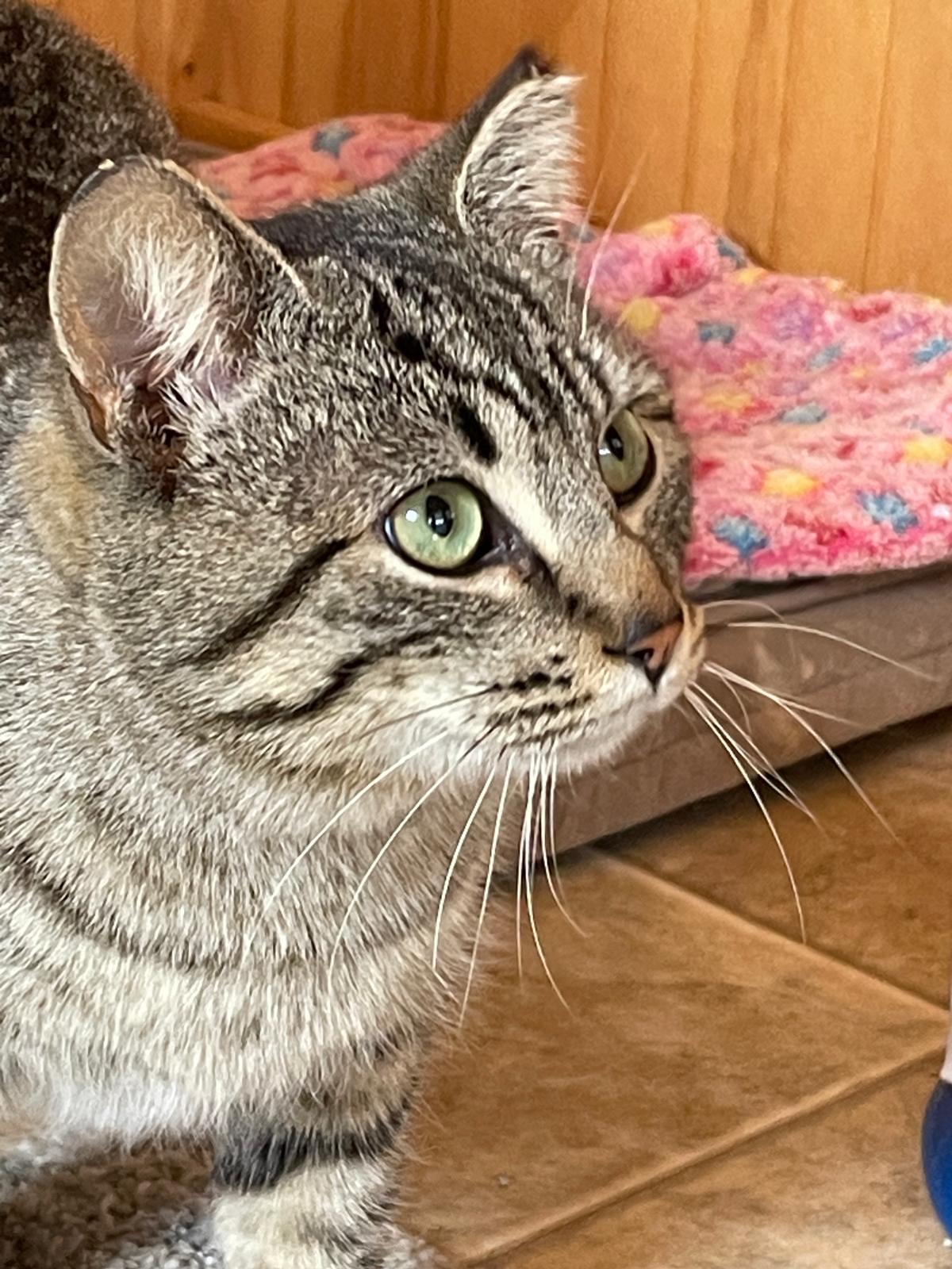Vincent, an adoptable Domestic Short Hair in Leesburg, VA image 3/3
