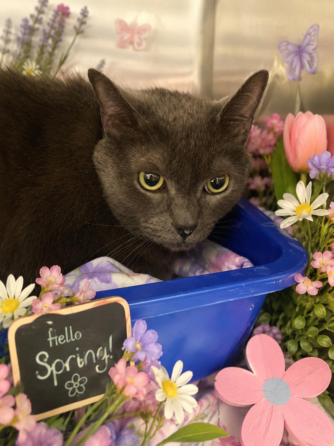 Maizy, ADOPTABLE, Adult Female Russian Blue.