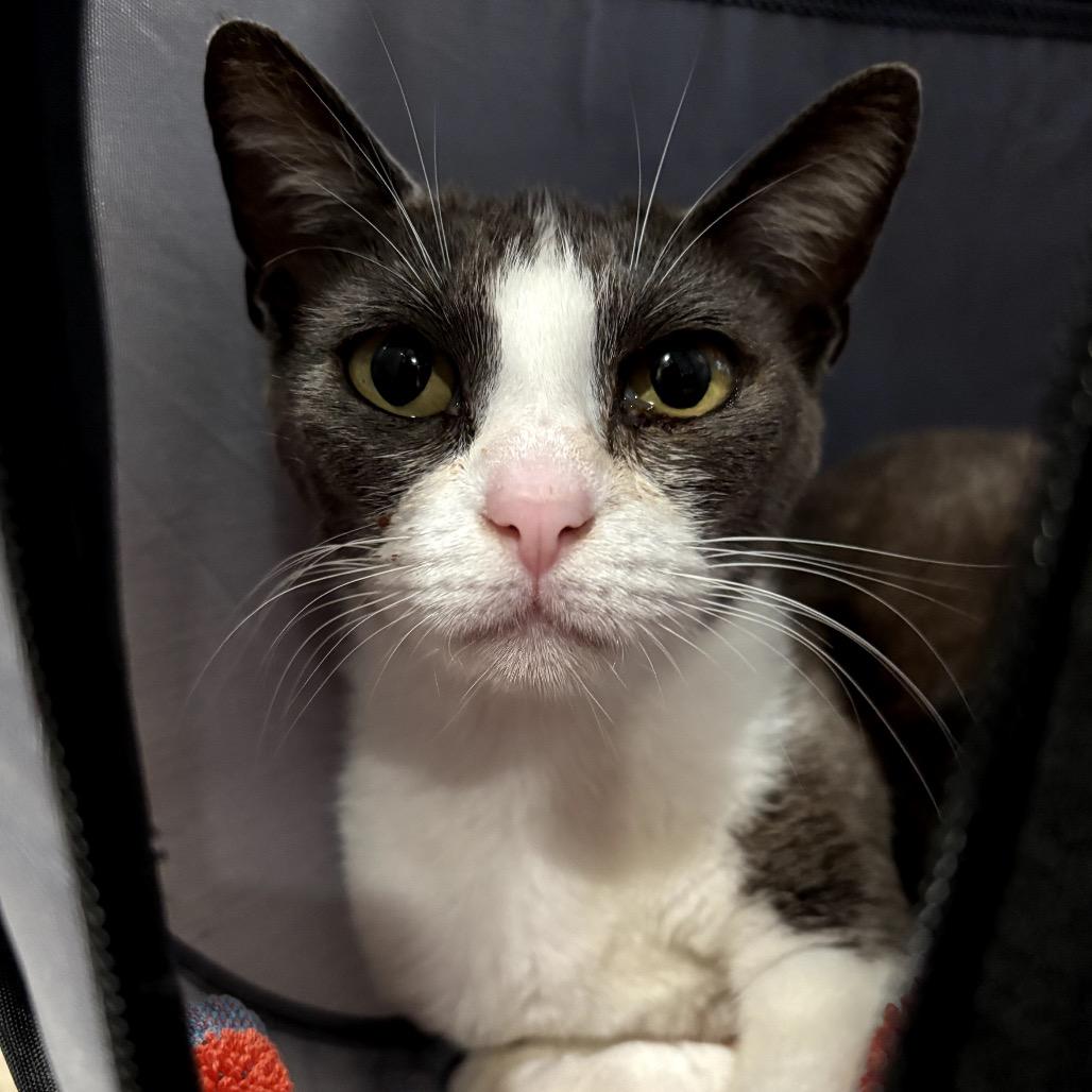 Bubbles, Adoptable, Young Female Domestic Short Hair.