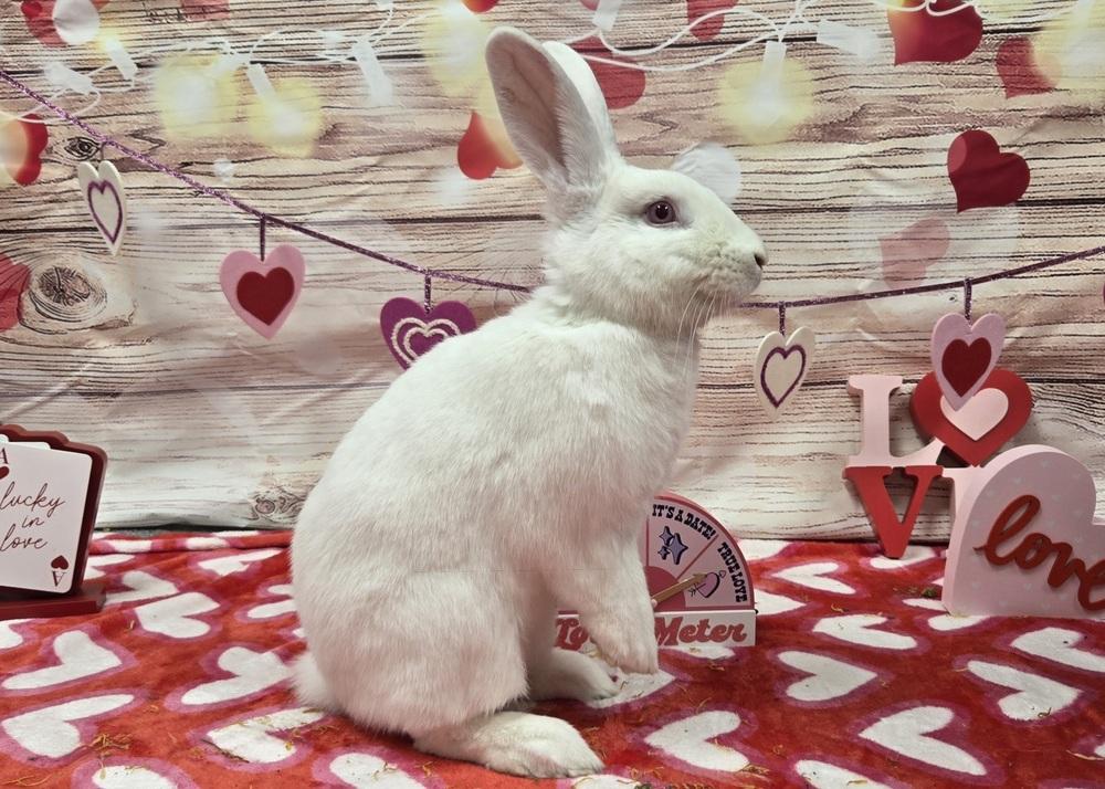 Enlarge Carabelli, a Adoptable Florida White in Westford, MA image 1/6
