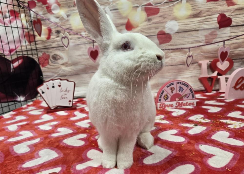 Enlarge Carabelli, a Adoptable Florida White in Westford, MA image 3/6