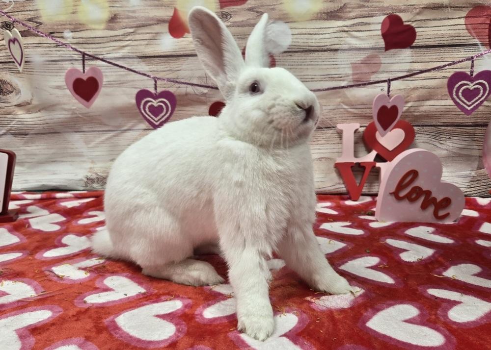 Enlarge Carabelli, a Adoptable Florida White in Westford, MA image 4/6