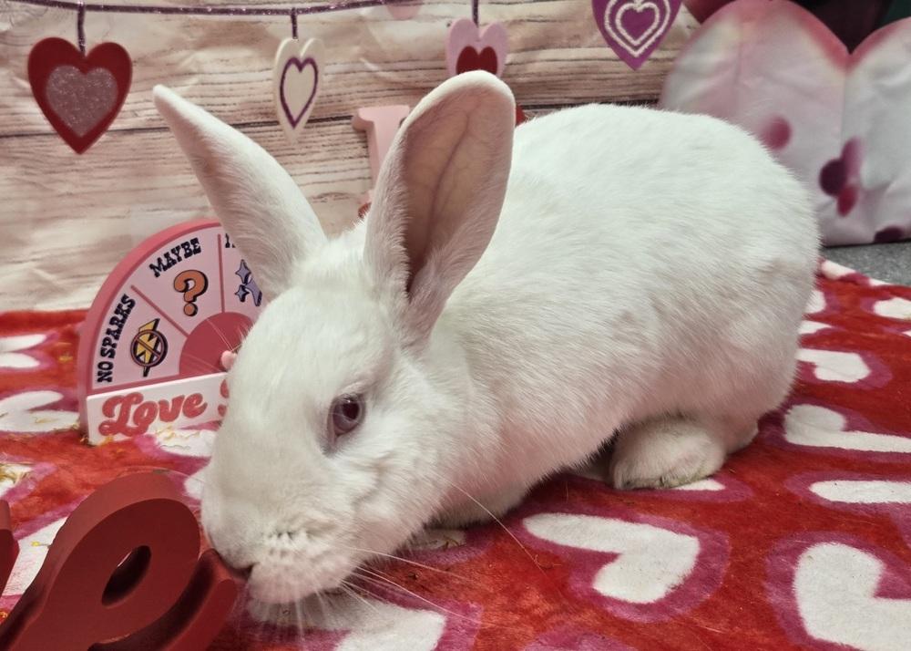 Enlarge Carabelli, a Adoptable Florida White in Westford, MA image 5/6