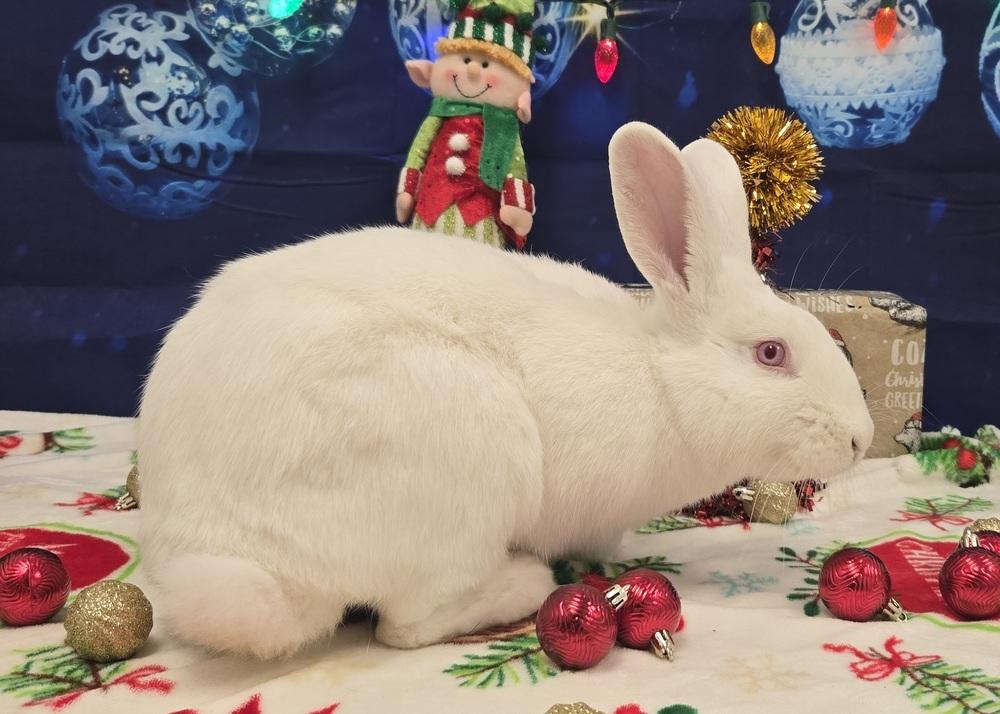 Carabelli, Adoptable, Young Male Florida White.