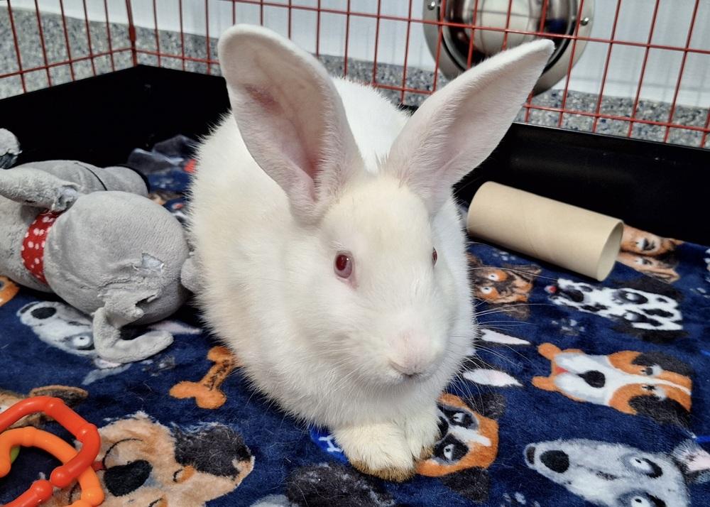 Enlarge Carabelli, a Adoptable Florida White in Westford, MA image 2/6