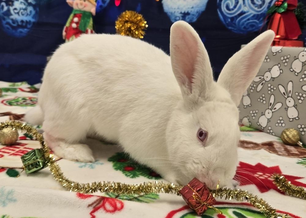 Enlarge Carabelli, a Adoptable Florida White in Westford, MA image 3/6