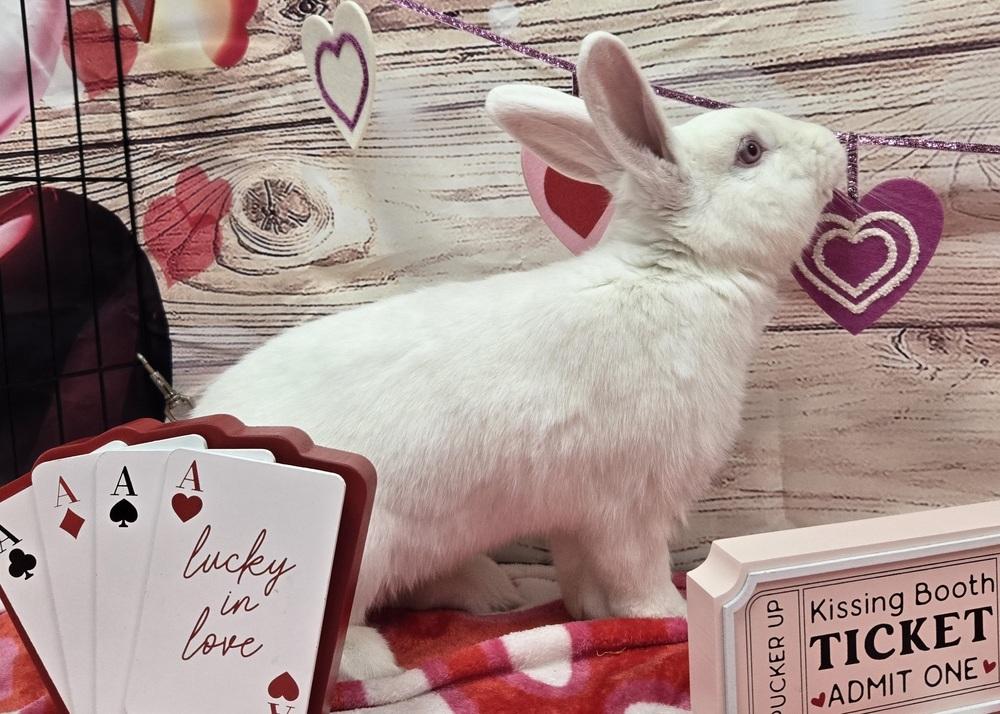 Enlarge Carabelli, a Adoptable Florida White in Westford, MA image 2/6